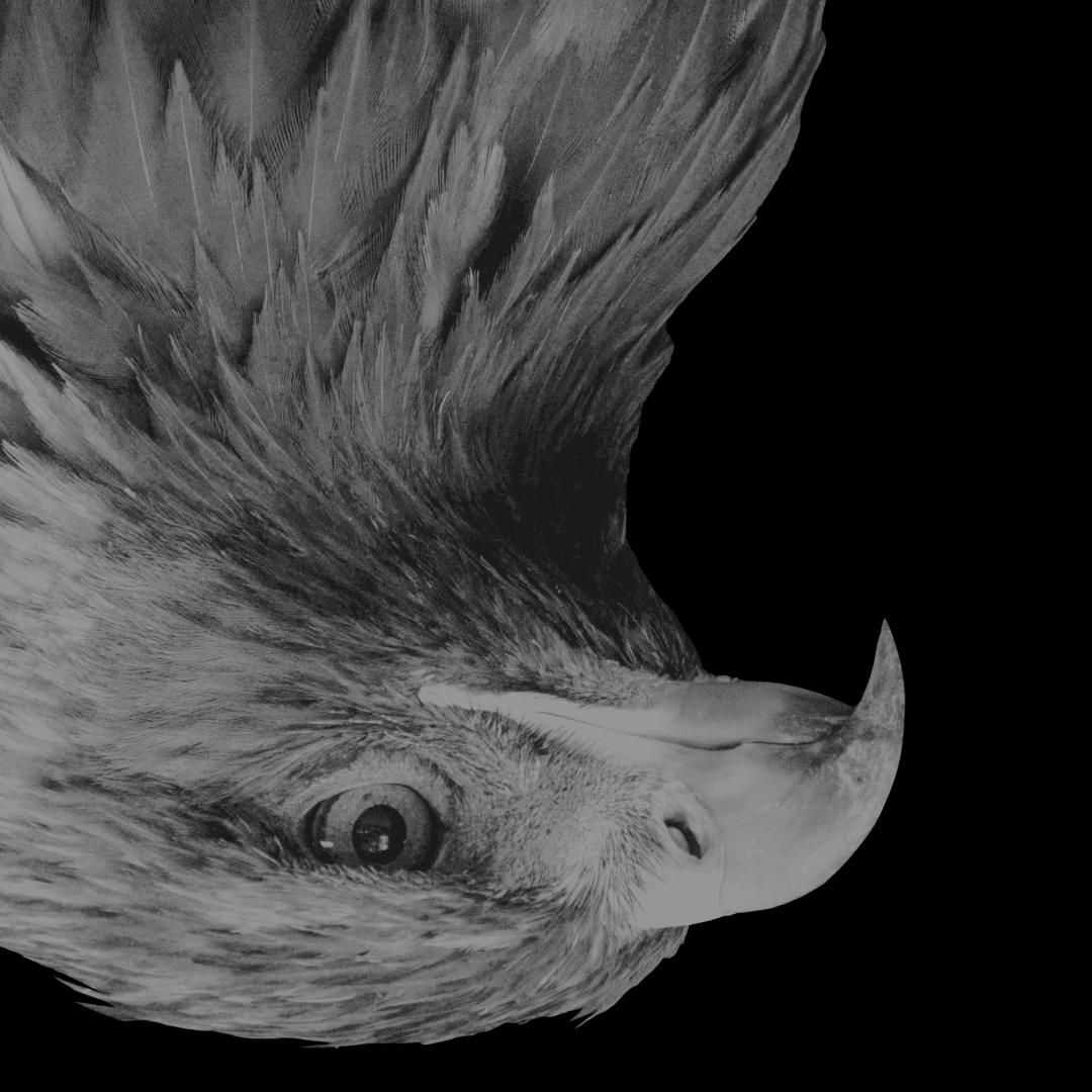 hunt + hawk